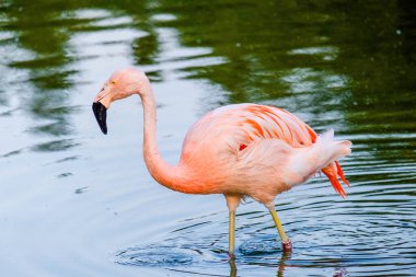 Suda yürüyen Afrika flamingosunun yakın plan portresi.