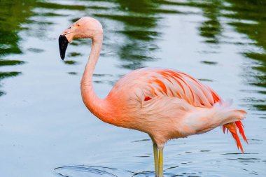 Suda yürüyen Afrika flamingosunun yakın plan portresi.