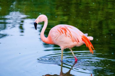 Suda yürüyen Afrika flamingosunun yakın plan portresi.