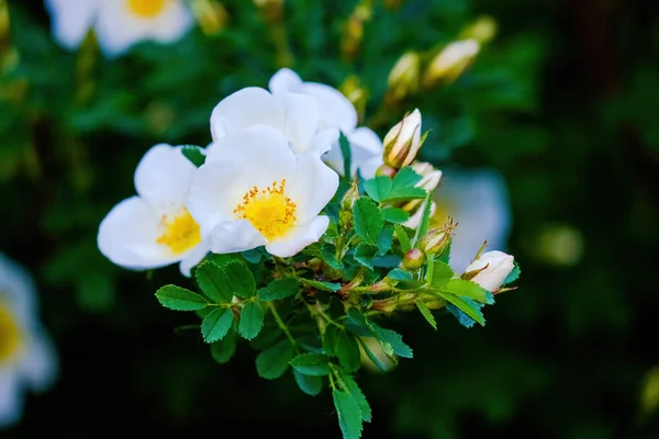 Sezonowe Wiosenne Kwiaty Ogrodu Przyrodzie — Zdjęcie stockowe