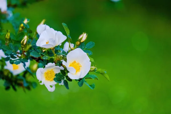 Säsongsbetonade Vårblommor Från Trädgården Naturen — Stockfoto