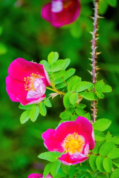 Flores Primavera Estacionales Del Jardín Naturaleza — Foto de Stock