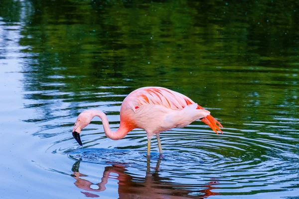Zbliżenie Portret Afrykańskiego Flaminga Chodzącego Wodzie — Zdjęcie stockowe
