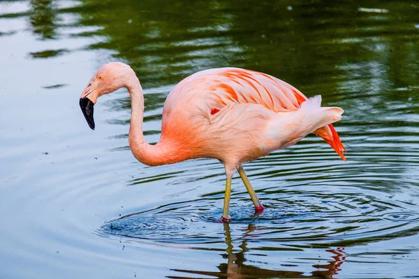 Nahaufnahme Porträt Des Afrikanischen Flamingos Der Wasser Wandelt — Stockfoto
