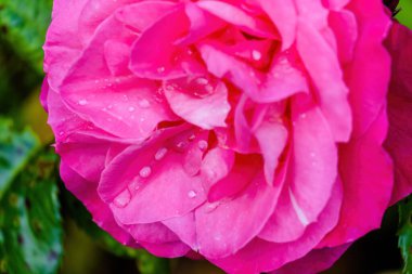 Çiçekler. Doğada güzel, canlı, renkli güller