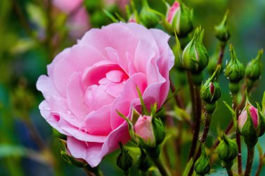 Çiçekler. Doğada güzel, canlı, renkli güller