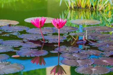 Güzel sulu nilüfer çiçeği ya da göletteki nilüfer çiçeği. su çiçekleri
