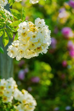Doğadaki bahçeden mevsimlik bahar çiçekleri