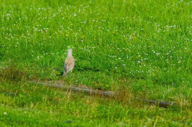 Mistle Thrush. Turdus viscivorus. perching on branch in park