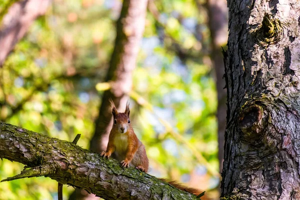 公园树上可爱的小松鼠肖像画 — 图库照片