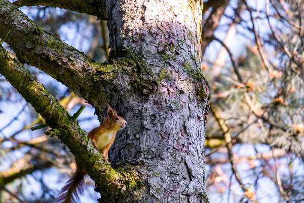 公园树上可爱的小松鼠肖像画 — 图库照片