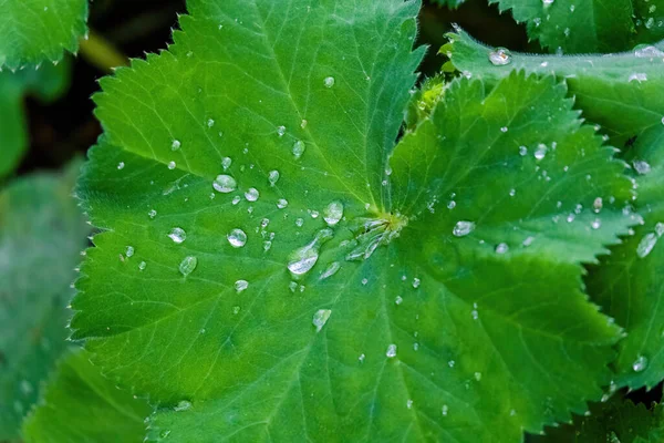 Nagy Gyönyörű Átlátszó Esővíz Cseppek Zöld Leveleken — Stock Fotó