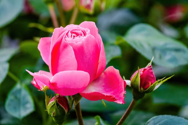 Flores Lindas Vivas Rosas Coloridas Natureza — Fotografia de Stock