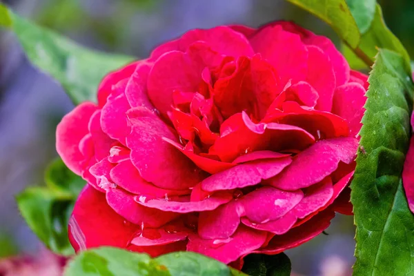 Kwiaty Piękne Żywe Kolorowe Róże Naturze — Zdjęcie stockowe
