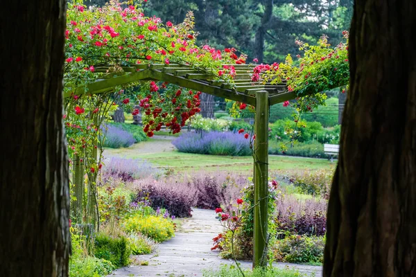 Bloemen Mooie Levendige Kleurrijke Rozen Natuur — Stockfoto