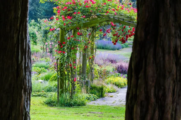 Цветы Озил Яркий Красочный Природе — стоковое фото