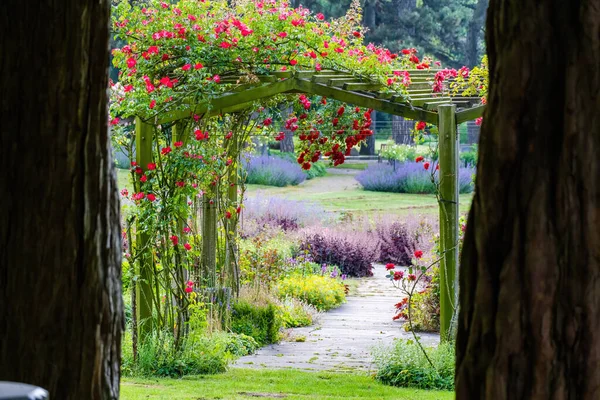 Flowers Beautiful Vivid Colorful Roses Nature — Stock Photo, Image
