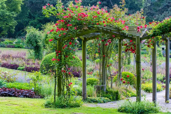 Blumen Schöne Lebendige Farbenfrohe Rosen Der Natur — Stockfoto