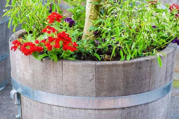 Doğadaki bahçeden mevsimlik bahar çiçekleri