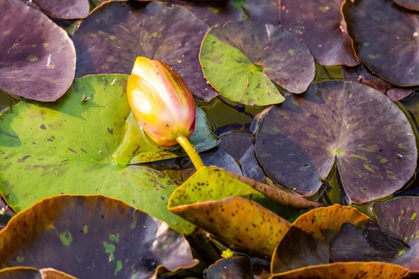 Beautiful Blossom Waterlily Lotus Flower Pond Water Flowers — Stock Photo, Image
