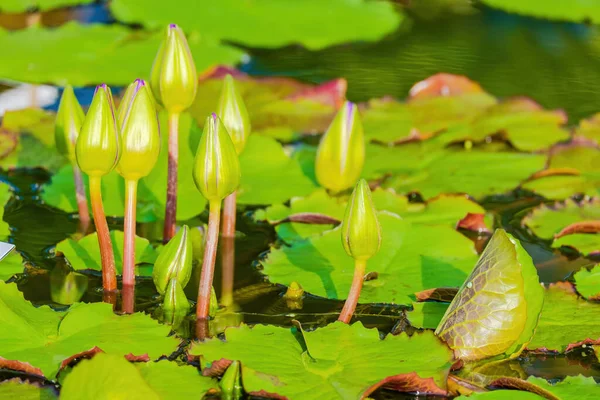Beautiful Blossom Waterlily Lotus Flower Pond Water Flowers — Stock Photo, Image