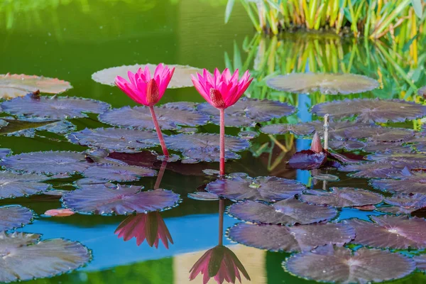 아름다운 수련이나 연못에 — 스톡 사진