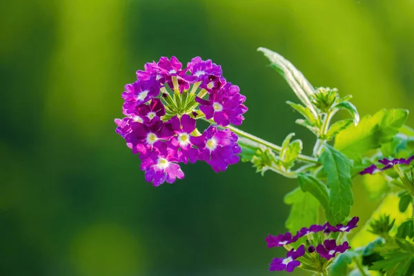Doğadaki Bahçeden Mevsimlik Bahar Çiçekleri — Stok fotoğraf
