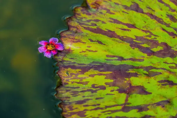 Цветок Лотоса Пруду Цветы Воды — стоковое фото