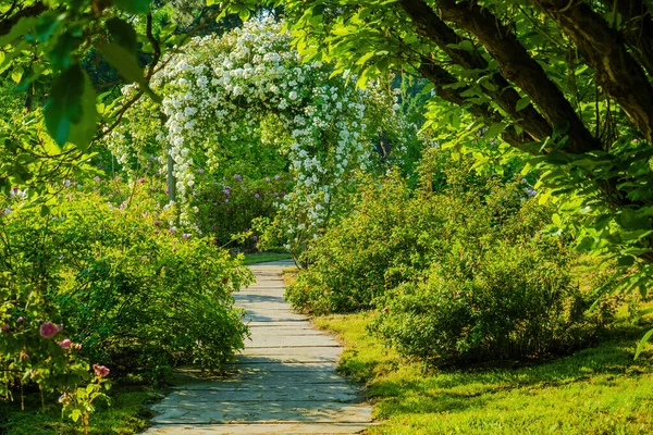 Doğadaki Bahçeden Mevsimlik Bahar Çiçekleri — Stok fotoğraf