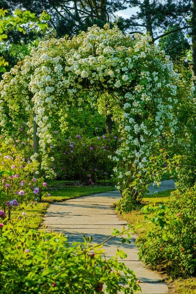 Flores Primavera Estacionales Del Jardín Naturaleza —  Fotos de Stock