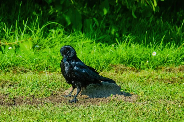 Corbeau Charognard Corvus Corone Oiseau Noir Perché Sur Sol — Photo