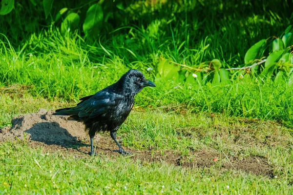 Δενδρολίβανο Corvus Corone Μαύρο Πτηνό Σκαρφαλωμένο Στο Έδαφος — Φωτογραφία Αρχείου