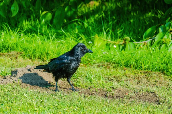 Carrion Crow Corvus Corone Black Bird Perched Ground — Stock Photo, Image