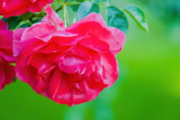 Flores Lindas Vivas Rosas Coloridas Natureza — Fotografia de Stock