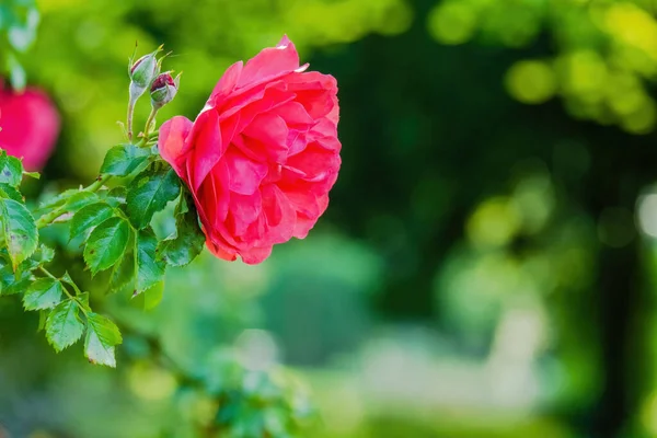 Bloemen Mooie Levendige Kleurrijke Rozen Natuur — Stockfoto
