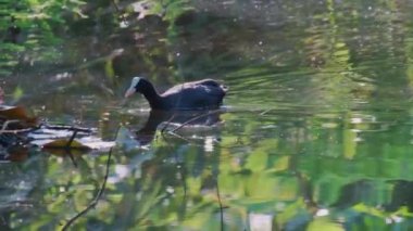 Avrasyalı ördek, Fulica atra, bilinen adıyla yaban ördeği, bir gölde yüzer.