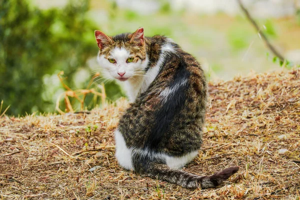 Street Cat Lähellä Muotokuva Villieläimet Urbaani Kissa — kuvapankkivalokuva