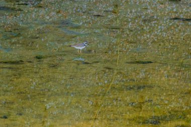 Juvenile Ringed Plover (Charadrius hiaticula), ayakta, kuşlar vahşi yaşam
