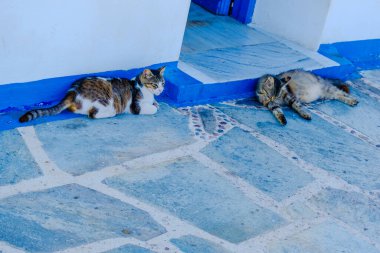 Sokak Kedisi, yakın portre, vahşi yaşam hayvanları, şehir kedisi