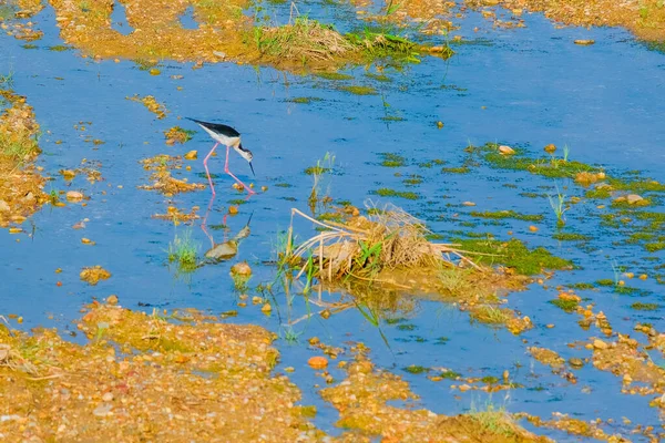 Kara kanatlı stilt, Himantopus himantopus, Himantopus himantopus sensu lato, stilt kuş yürüyüşü