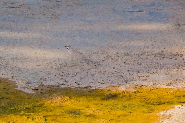 Juvenile Ringed Plover (Charadrius hiaticula), ayakta, kuşlar vahşi yaşam