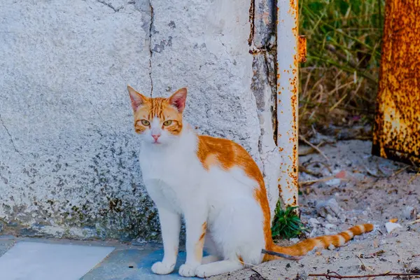 Street Cat Близкий Портрет Дикие Животные Городская Кошка — стоковое фото
