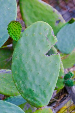 Yunanistan Kaktüsü çiçek açıyor, doğada büyük çiçekler