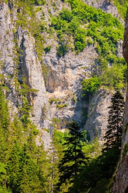 Bulgaristan 'ın rodop dağlarındaki Trigrad vadisi dikey mermer kayalar kanyonu