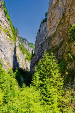 Bulgaristan 'ın rodop dağlarındaki Trigrad vadisi dikey mermer kayalar kanyonu