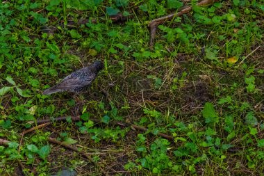 Doğadaki yeşil çayırlara tüneyen siyah kuş.
