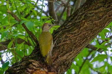 Avrupa 'nın yeşil ağaçkakanı bir ağaca tünemektedir (Picus Viridis)