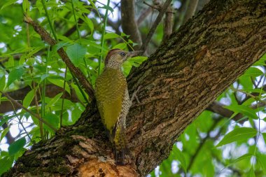 Avrupa 'nın yeşil ağaçkakanı bir ağaca tünemektedir (Picus Viridis)