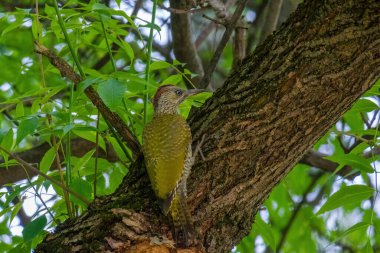 Avrupa 'nın yeşil ağaçkakanı bir ağaca tünemektedir (Picus Viridis)
