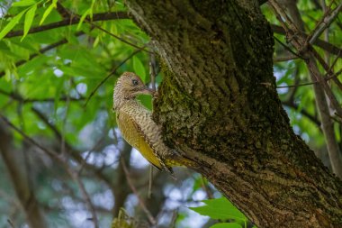 Avrupa 'nın yeşil ağaçkakanı bir ağaca tünemektedir (Picus Viridis)